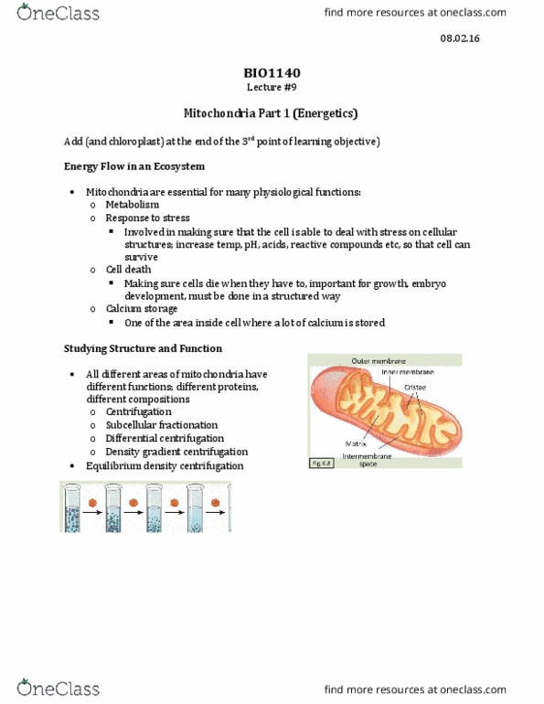 BIO 1140 Lecture Notes - Lecture 9: Endoplasmic Reticulum, Rate Limiting, Mitophagy thumbnail