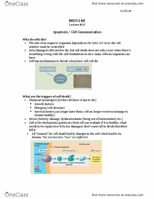 BIO 1140 Lecture Notes - Lecture 11: Nuclear Membrane, Deoxyribonuclease, Macrophage thumbnail