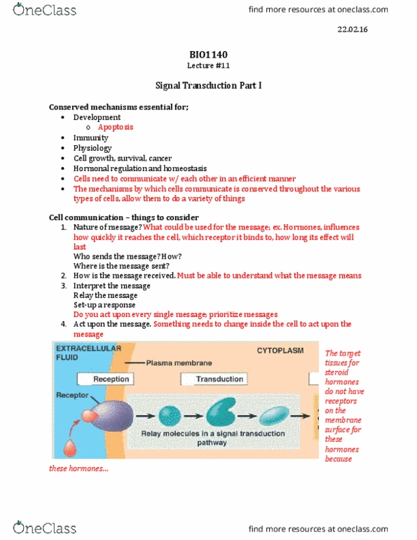 BIO 1140 Lecture Notes - Lecture 11: Vasodilation, Cell Membrane, Transmembrane Protein thumbnail