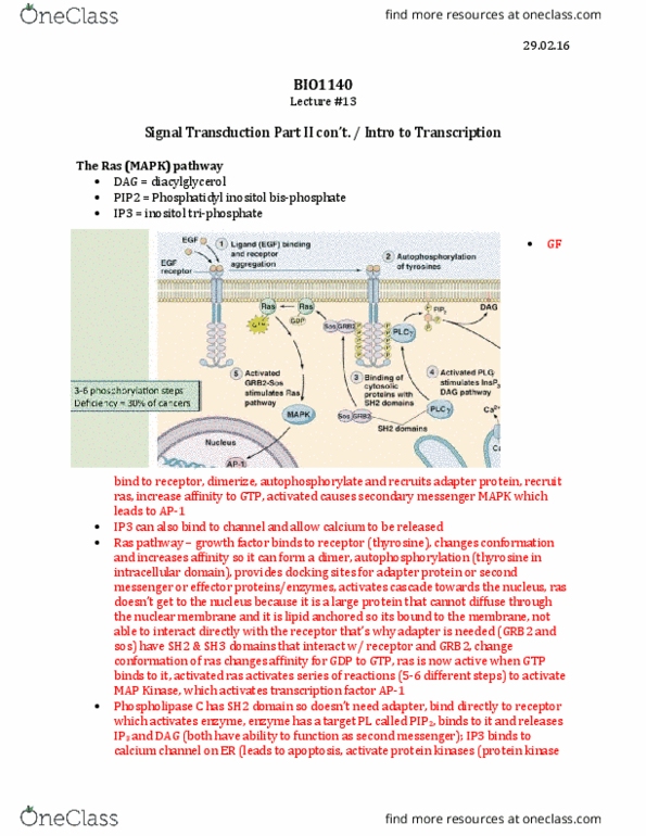 BIO 1140 Lecture Notes - Lecture 13: Bcl-2-Associated X Protein, Protein Isoform, Futile Cycle thumbnail