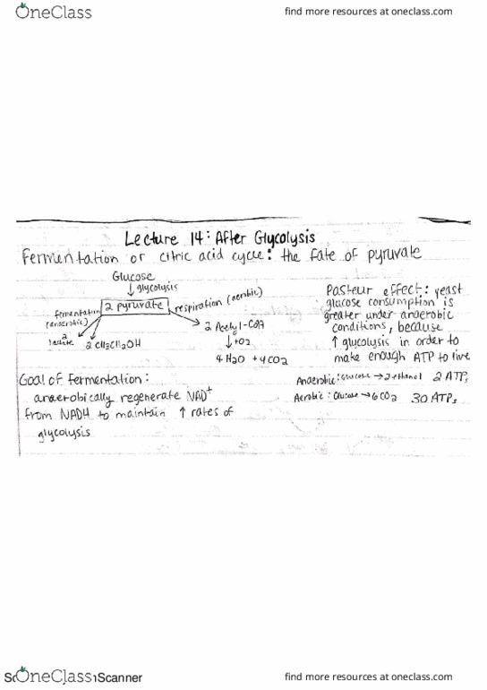 BIOCHEM 501 Lecture 14: After Glycolysis thumbnail