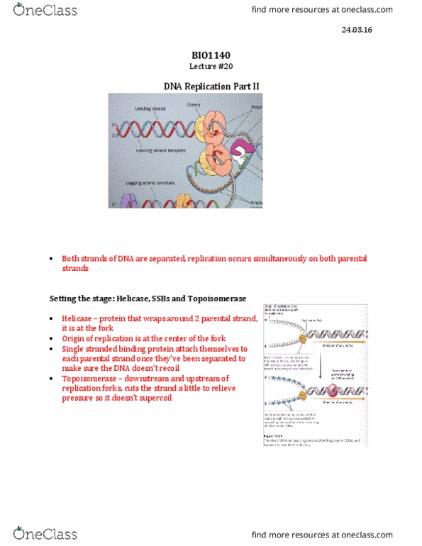 BIO 1140 Lecture Notes - Lecture 20: Proofreading, Dna Repair, Dna Replication thumbnail