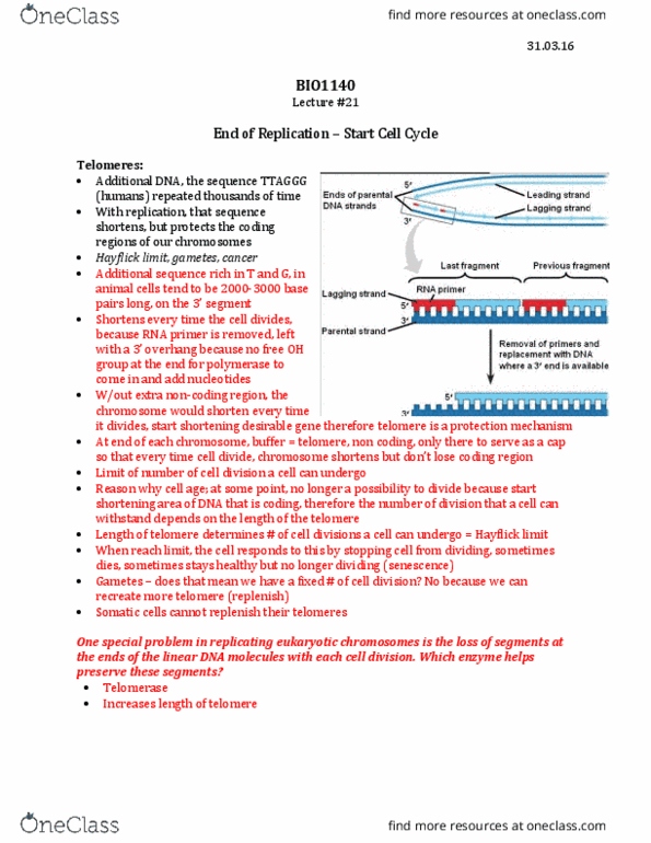 BIO 1140 Lecture Notes - Lecture 21: Cytoskeleton, Centromere, Apoptosis thumbnail
