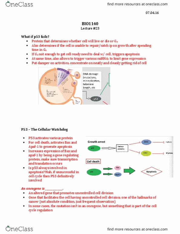 BIO 1140 Lecture Notes - Lecture 23: Antiporter, Intracellular Ph, Protein Trimer thumbnail