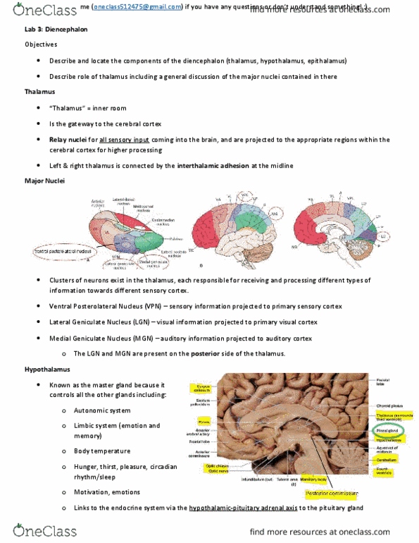 Anatomy and Cell Biology 3319 Lecture Notes - Lecture 3: Vasomotor Center, Grey Matter, Cerebral Peduncle thumbnail