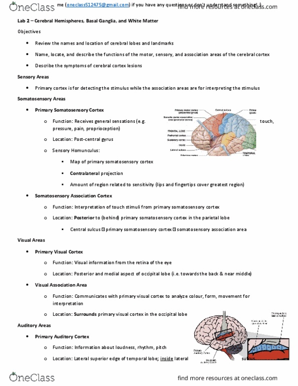 Anatomy and Cell Biology 3319 Lecture Notes - Lecture 2: Apraxia, Caudate Nucleus, Commissure thumbnail