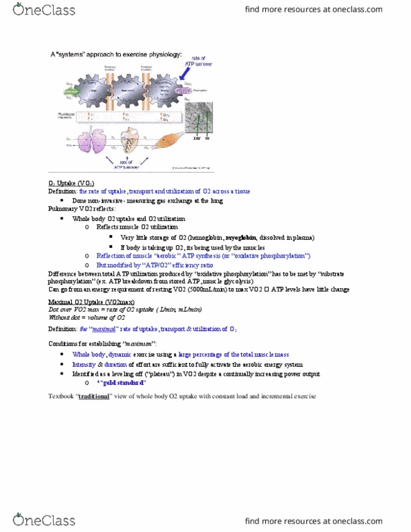 Kinesiology 3330F/G Lecture Notes - Lecture 1: Blue Arrow, Cellular Respiration, Tidal Volume thumbnail