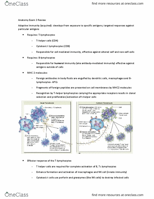 BIO 212 Lecture Notes - Lecture 19: Pulmonary Vein, Sensory Neuron, Carotid Body thumbnail
