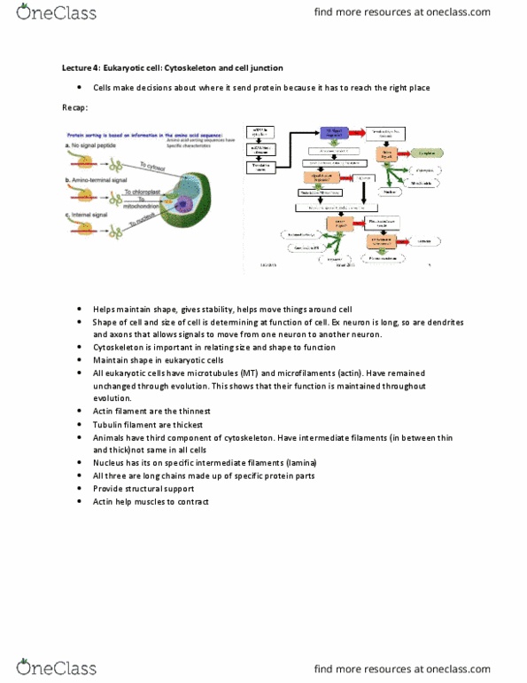 BIOA01H3 Lecture Notes - Lecture 4: Tubulin, Intermediate Filament, Depolymerization thumbnail