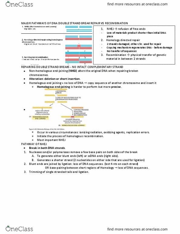 BIO 3170 Lecture Notes - Lecture 6: Rad51, Non-Homologous End Joining, Reca thumbnail