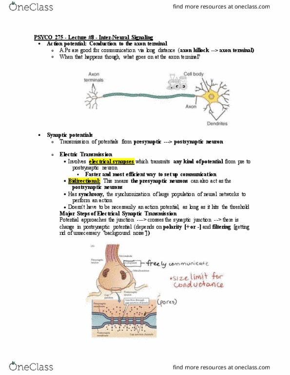 PSYCO275 Lecture Notes - Lecture 8: Chemical Synapse, Axon Hillock, Axon Terminal thumbnail