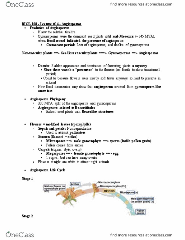 BIOL108 Lecture Notes - Lecture 14: Pollen Tube, Bennettitales, Gymnosperm thumbnail