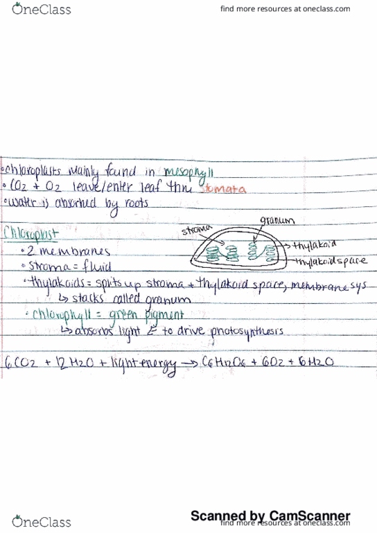 BISC 1403 Chapter 10: bio ch 10 thumbnail