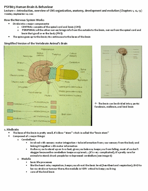 PSYB65H3 Lecture Notes - Thalamus, Limbic System, Circadian Rhythm thumbnail