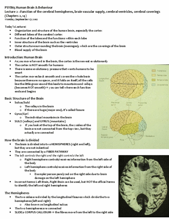 PSYB65H3 Lecture Notes - Headache, Gyruss, Subarachnoid Space thumbnail