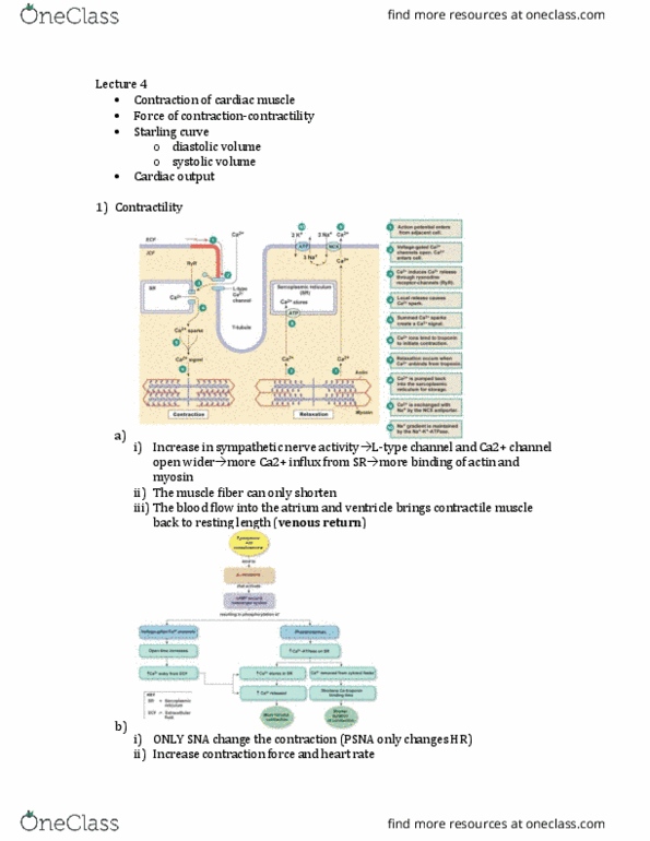 PGY 300 Lecture Notes - Lecture 4: Stroke Volume, Cardiac Muscle, Cardiac Output thumbnail