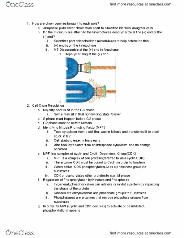 BIO-0013 Lecture Notes - Lecture 10: G2 Phase, G0 Phase, Sister Chromatids thumbnail