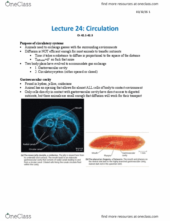 01:119:116 Lecture Notes - Lecture 24: Portal Vein, Superior Vena Cava, Gastrovascular Cavity thumbnail