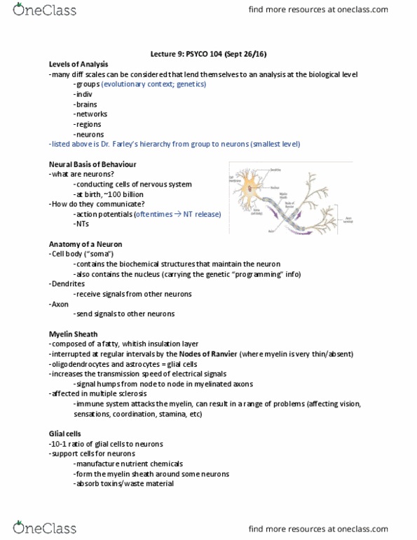 PSYCO104 Lecture Notes - Lecture 9: Myelin, Neuroglia, Axon Terminal thumbnail