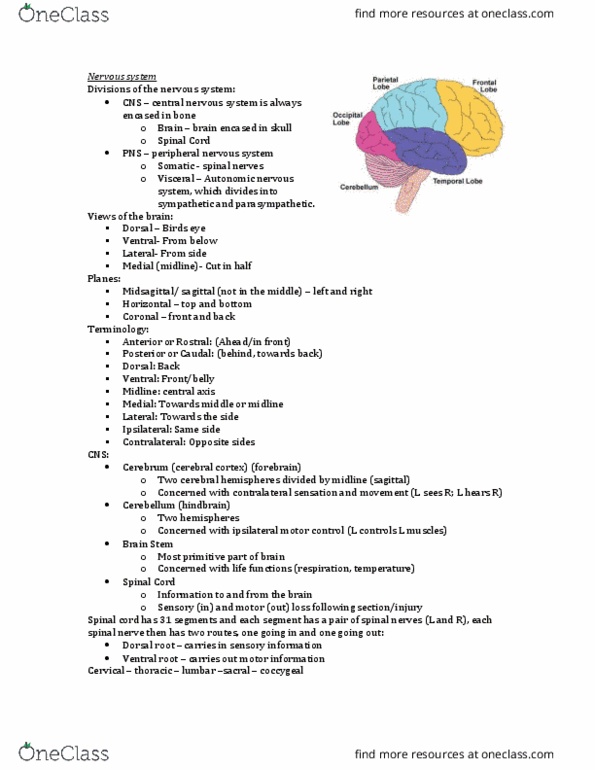 Physiology 2130 Lecture Notes - Lecture 2: Postcentral Gyrus, Dorsal Root Ganglion, Pia Mater thumbnail
