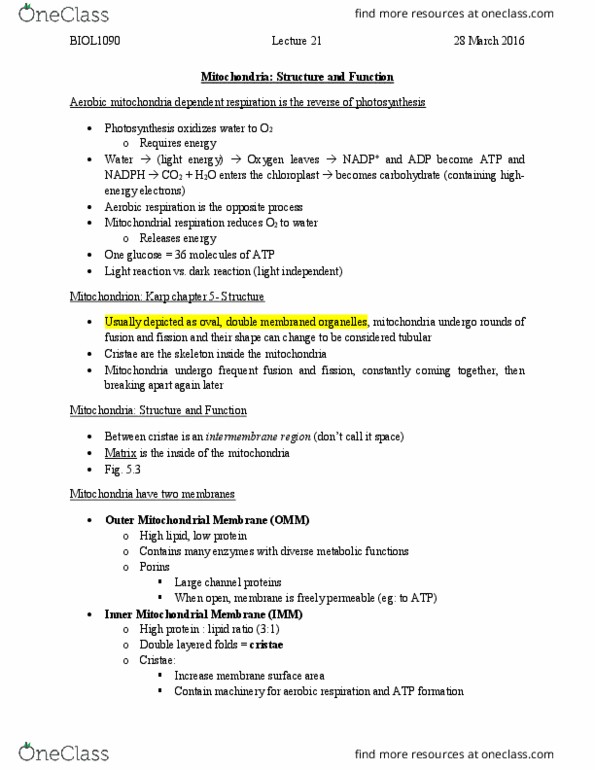 BIOL 1090 Lecture Notes - Lecture 21: Light-Independent Reactions, Lipid Bilayer, Oxidative Phosphorylation thumbnail