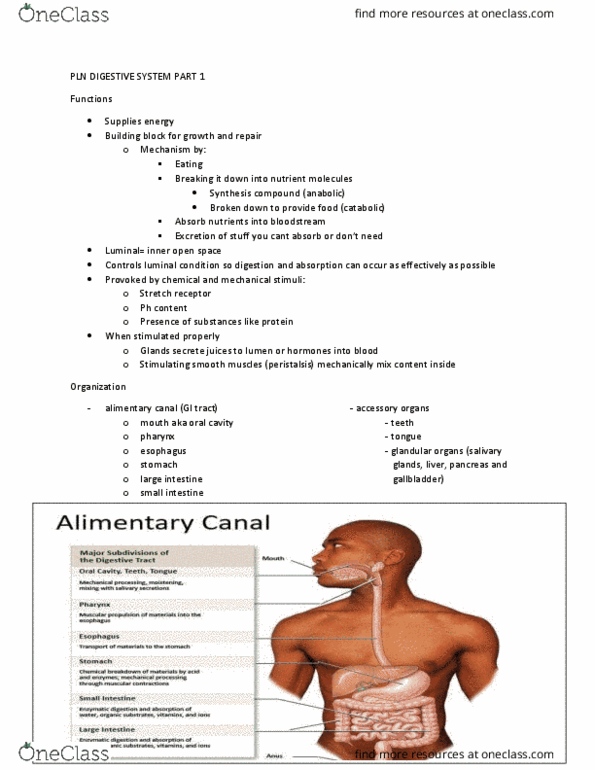PLN 103 Lecture Notes - Lecture 4: Catabolism, Peristalsis, Ligament thumbnail