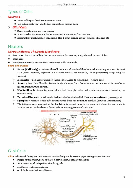 PSYC 101 Chapter Notes - Chapter 3: Neuroglia, Cerebrospinal Fluid, Sympathetic Nervous System thumbnail