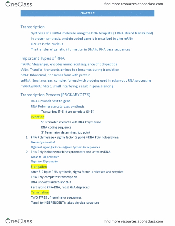BIL 250 Chapter Notes - Chapter 5: Stem-Loop, Ribosomal Rna, Peptide thumbnail