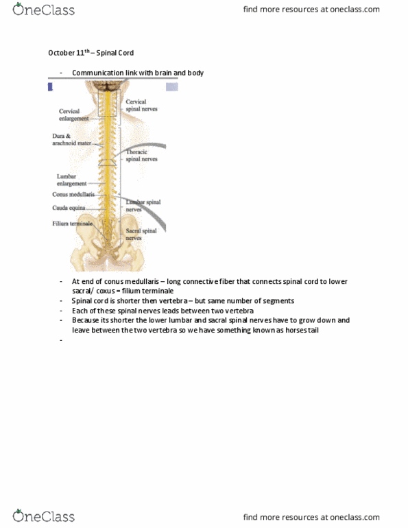 Anatomy and Cell Biology 3319 Lecture Notes - Lecture 9: Spinal Nerve, Cauda Equina, Dorsal Root Ganglion thumbnail