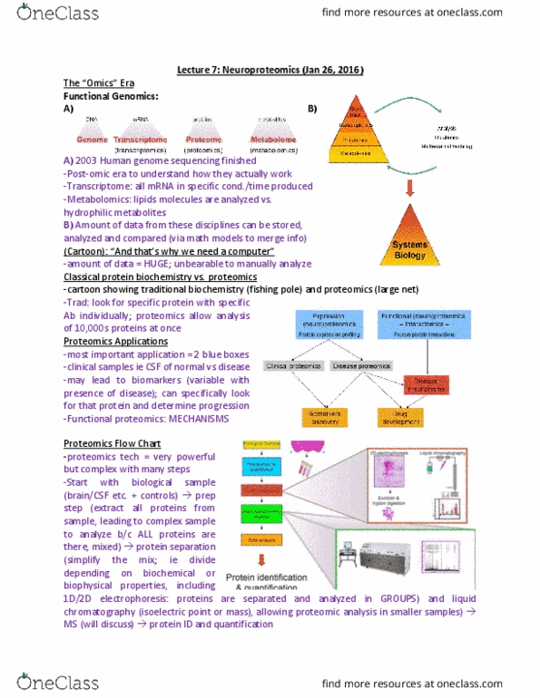 NEURO410 Lecture Notes - Lecture 7: Mass Spectrometry, Isoelectric Point, Proteome thumbnail