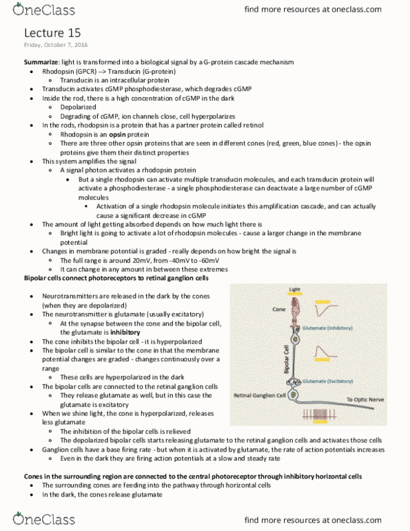 ANAT 321 Lecture Notes - Lecture 15: Transducin, Ganglion Cell, Retina Horizontal Cell thumbnail