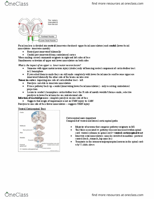Kinesiology 3480A/B Lecture Notes - Lecture 4: Lateral Corticospinal Tract, Corticobulbar Tract, Upper Motor Neuron thumbnail