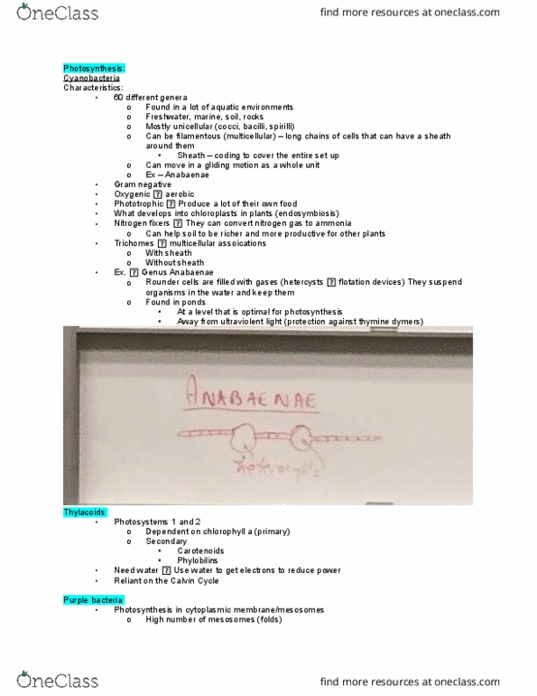 BIOL 3200 Lecture Notes - Lecture 14: Electron Transport Chain, Photosystem Ii, Light-Independent Reactions thumbnail