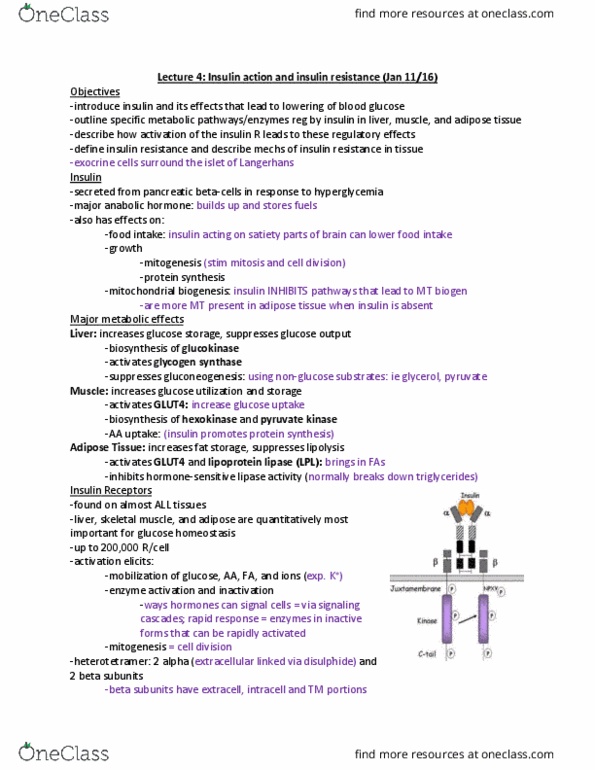 PHYSL402 Lecture Notes - Lecture 4: Glycogen Synthase, Phosphoenolpyruvate Carboxykinase, Lipoprotein Lipase thumbnail