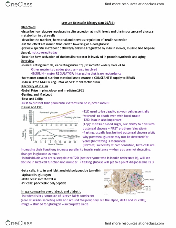 PHYSL402 Lecture Notes - Lecture 8: Amylin, Beta Cell, Glycogen Synthase thumbnail