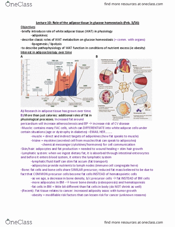 PHYSL402 Lecture Notes - Lecture 10: Gluconeogenesis, Myokine, Adiponectin thumbnail