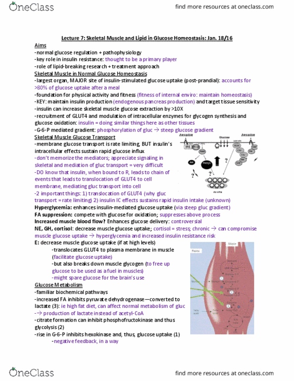 PHYSL402 Lecture Notes - Lecture 7: Cortisol, Homeostasis, Pyruvic Acid thumbnail