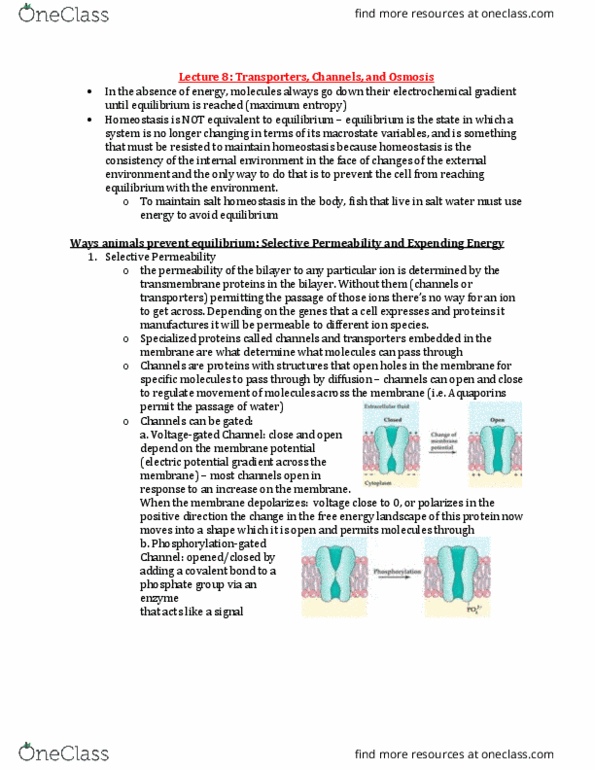 BIOB34H3 Lecture Notes - Lecture 8: Cotransporter, Paracellular Transport, Cytosol thumbnail