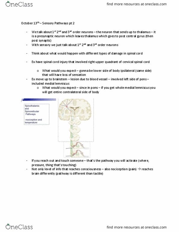 Anatomy and Cell Biology 3319 Lecture Notes - Lecture 11: Periaqueductal Gray, Limbic System, Pulvinar Nuclei thumbnail