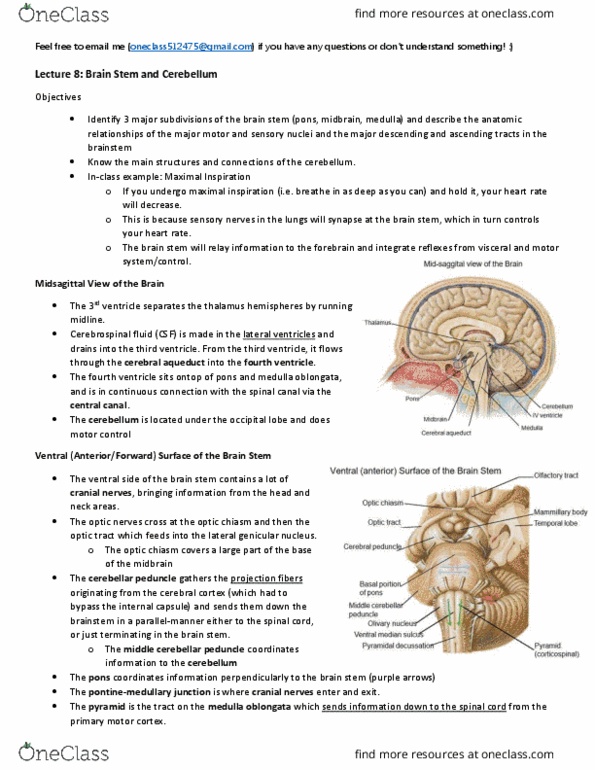 Anatomy and Cell Biology 3319 Lecture Notes - Lecture 8: Reticular Formation, Solitary Tract, Cerebellar Vermis thumbnail