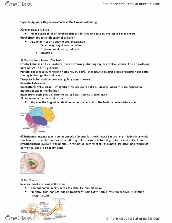Psychology 2054A/B Lecture Notes - Lecture 3: Nucleus Accumbens, Binge Eating Disorder, Opioid Peptide thumbnail