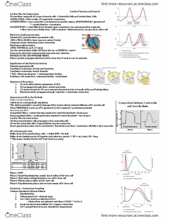 ANSC 3080 Lecture Notes - Lecture 7: Tetanic Contraction, Tachycardia, Endoplasmic Reticulum thumbnail