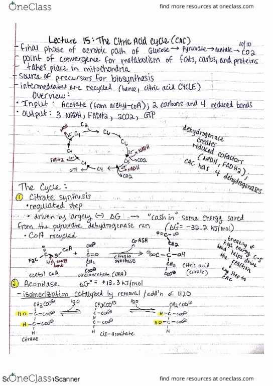 BIOCHEM 501 Lecture 15: the citric acid cycle thumbnail