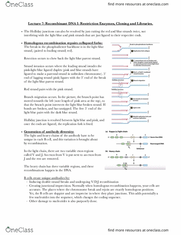 BIOL-UA 21 Lecture Notes - Lecture 7: Wild Type, Calcium Chloride, Chromosome thumbnail