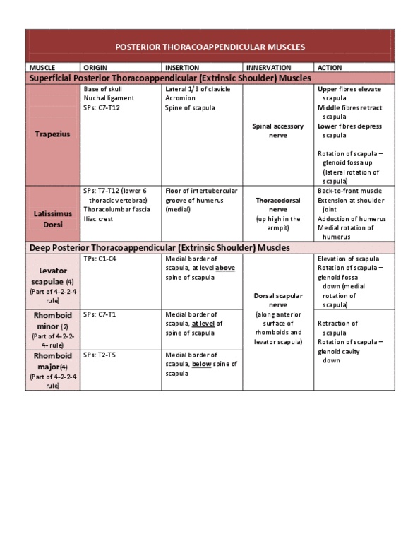 HK 3401 Lecture Notes - Teres Major Muscle, Nuchal Ligament, Coracoid Process thumbnail