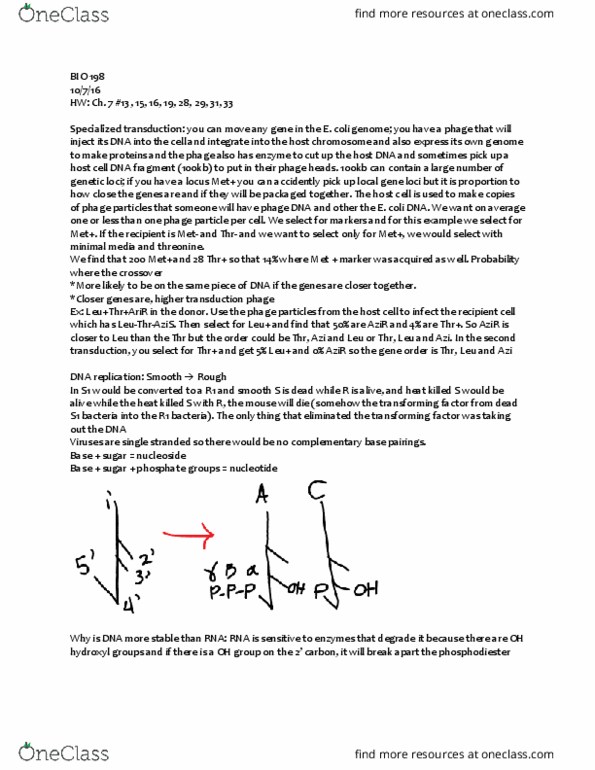 BIO 198 Lecture Notes - Lecture 22: Phosphodiester Bond, Bacteriophage, Dna Replication thumbnail