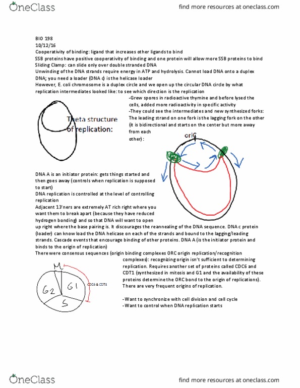 BIO 198 Lecture Notes - Lecture 24: Telomere, Telomerase, Dna Replication thumbnail