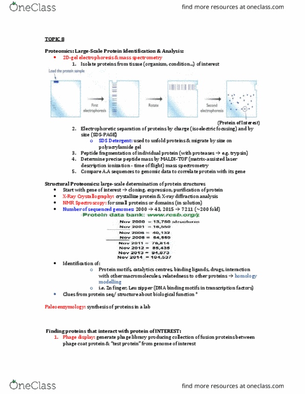 BPS 3101 Lecture Notes - Lecture 8: Dna-Binding Domain, Crystallography, Polyacrylamide Gel Electrophoresis thumbnail