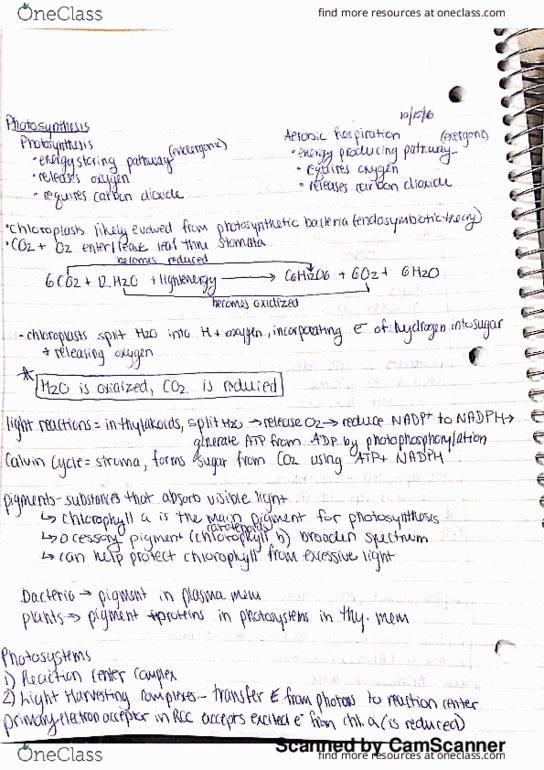 BISC 1403 Lecture 11: photosynthesis lecture thumbnail