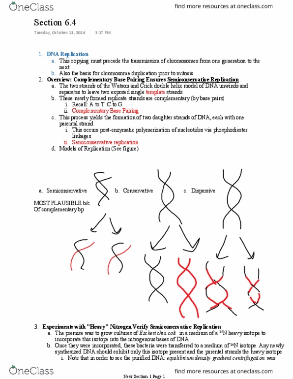 BSC 315 Lecture Notes - Lecture 9: Okazaki Fragments, Dna Ligase, Sister Chromatids thumbnail